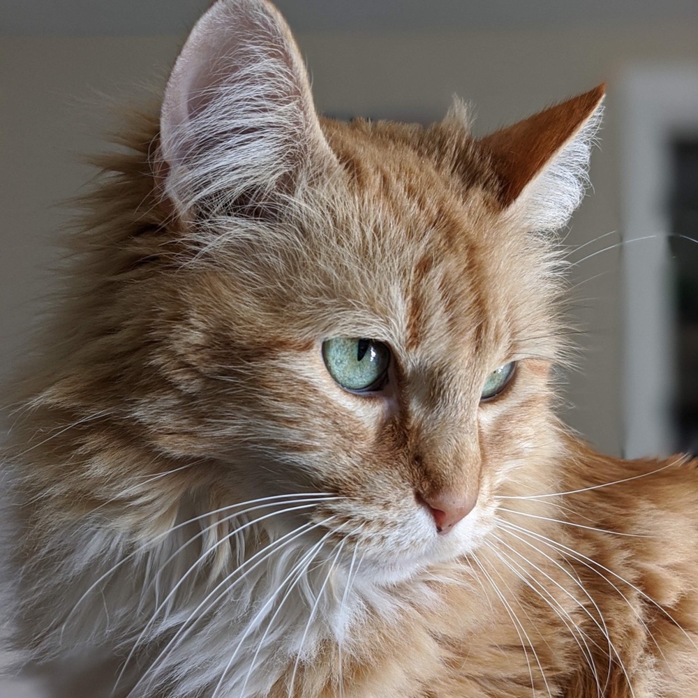 Meet your Posher, Abby